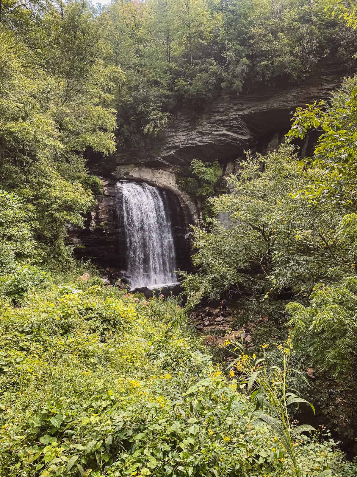 Looking Glass falls in Pisgah National Forest. A beautiful plunging waterfall surrounded by greenery.