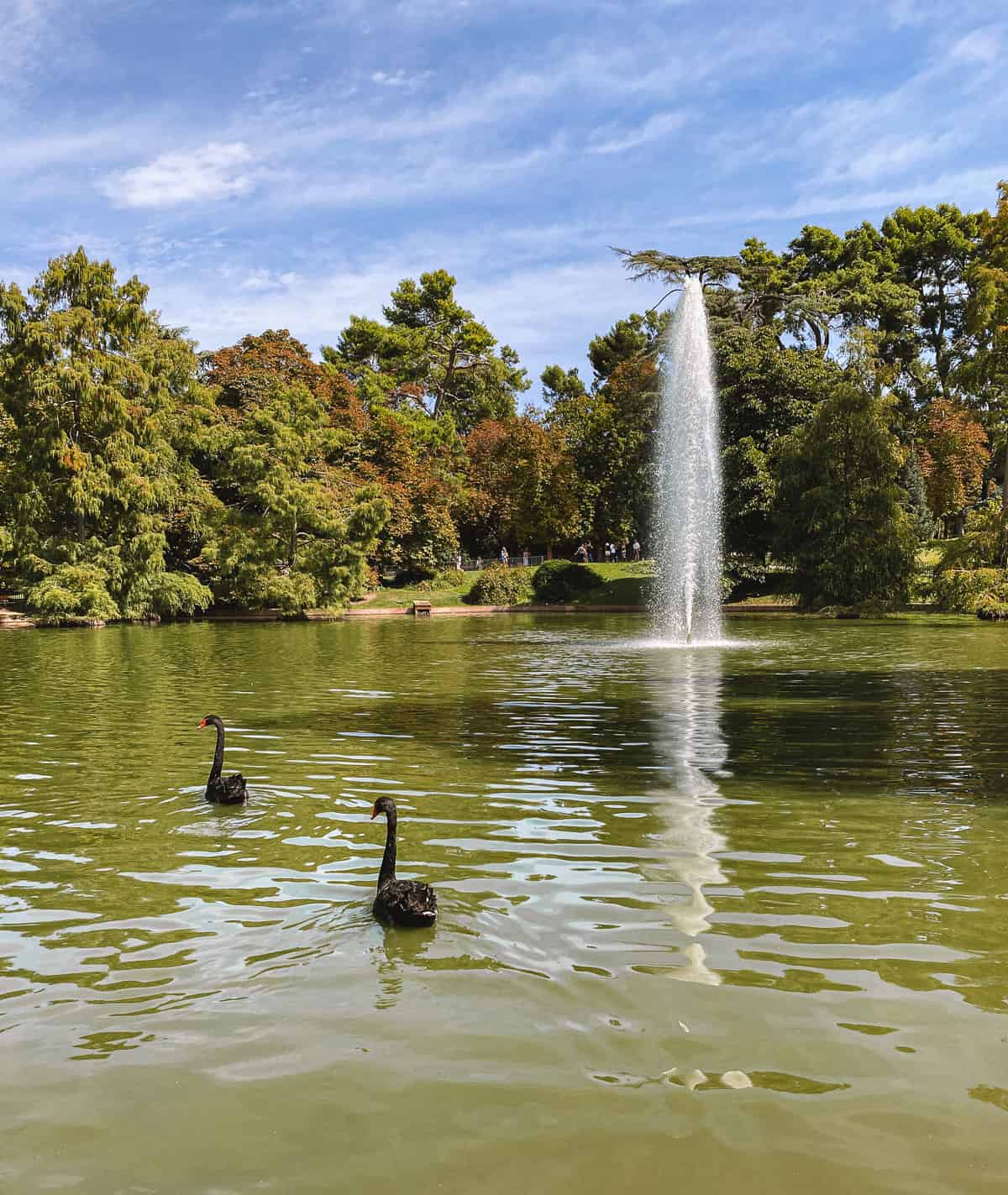beautiful pond with black ducks swimming and a fountain