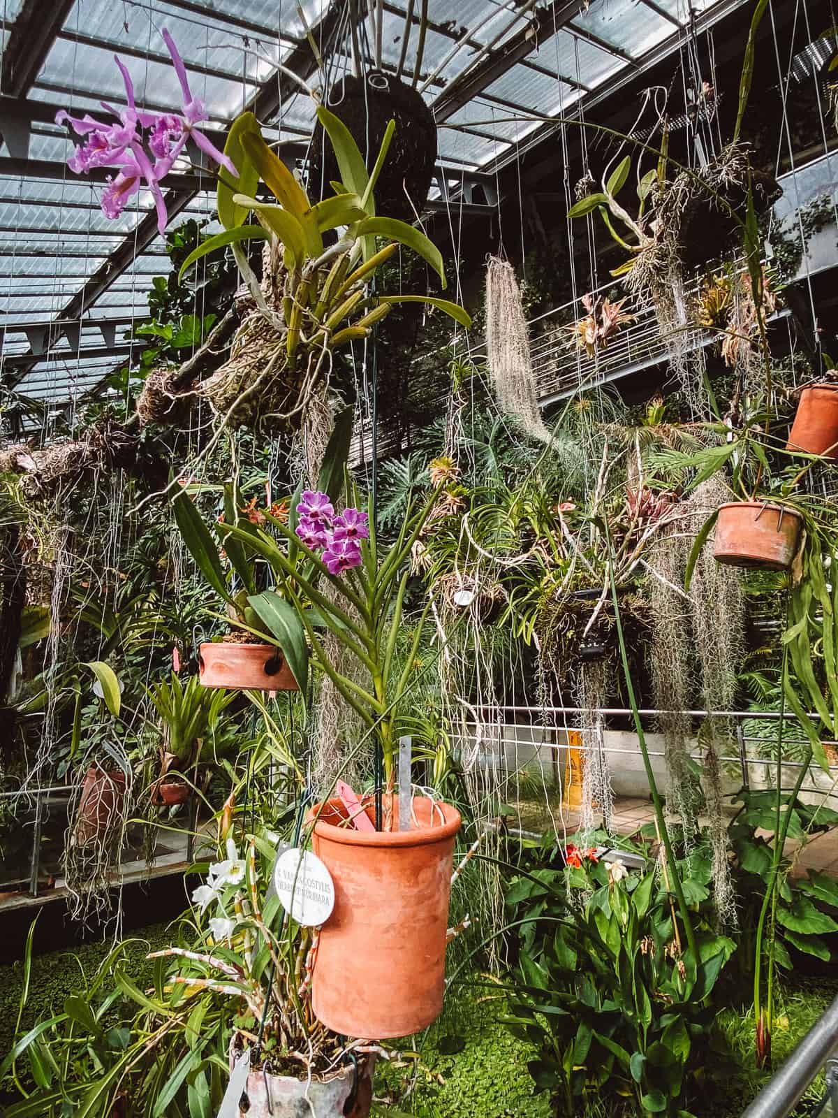Tropical flowers hanging inside a greenhouse