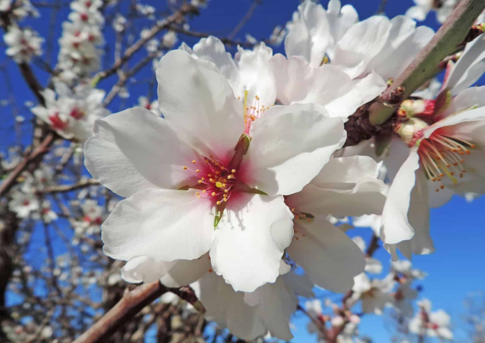A beautiful white and pink almond blossom flower