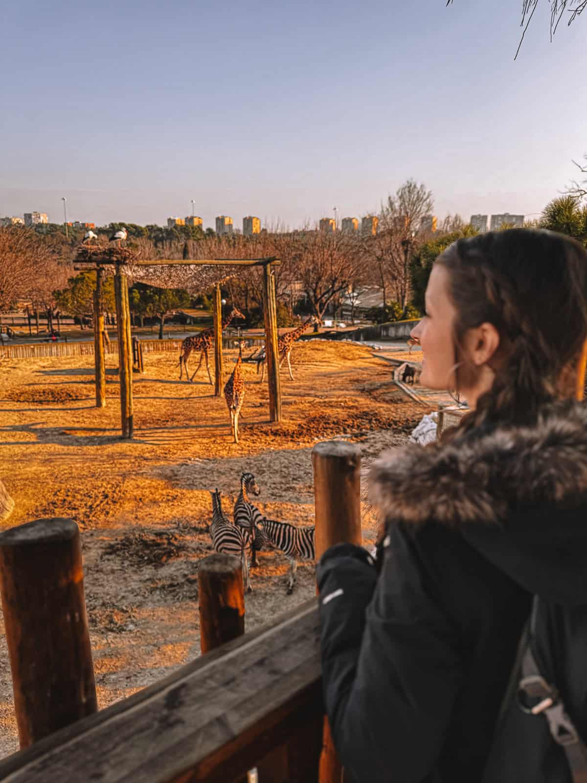 Woman observing zebras in an outdoor wildlife park enclosure, with the city skyline visible in the background during golden hour, illustrating a harmonious blend of urban and natural environments