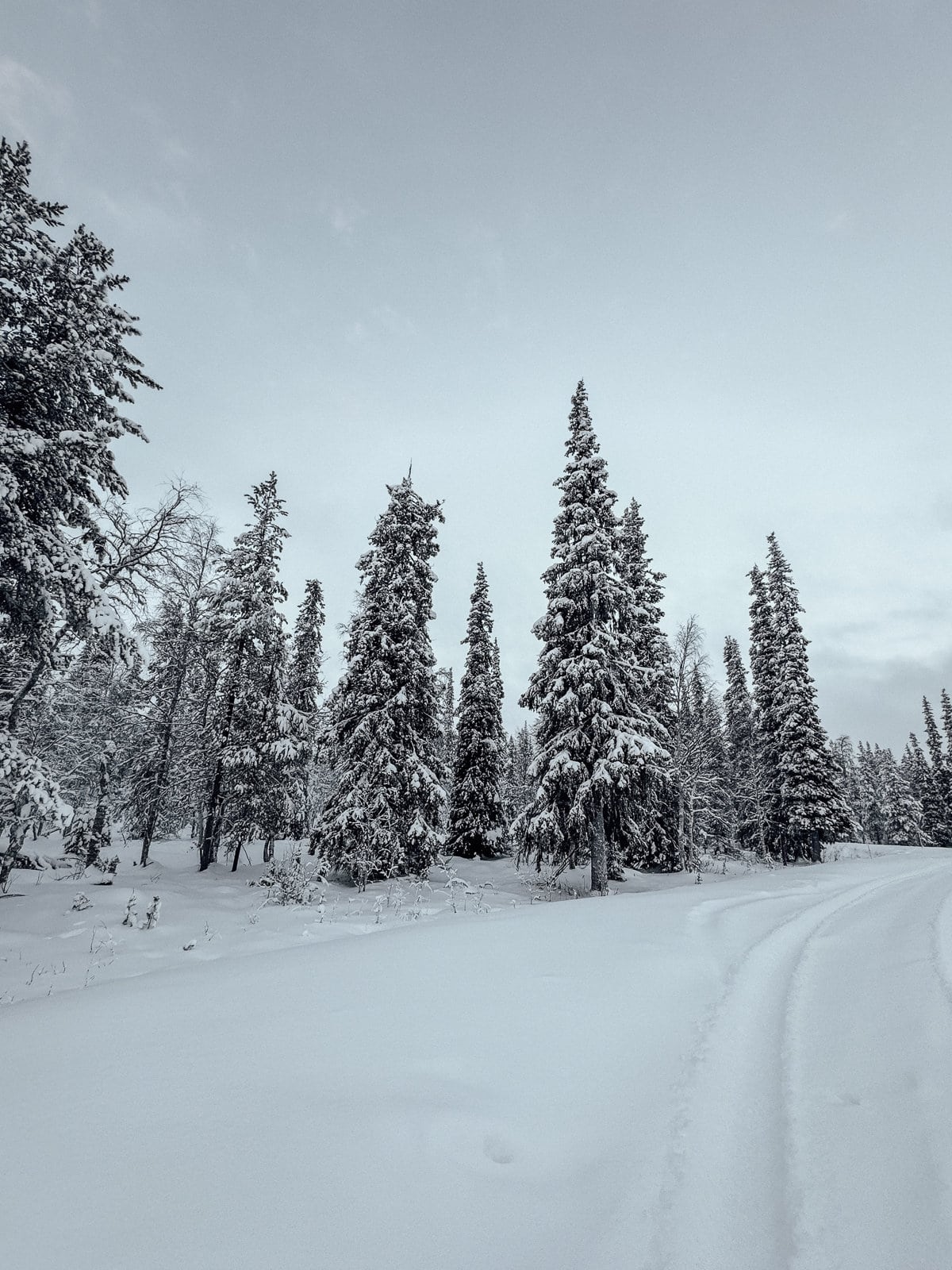 A tranquil winter landscape in Finland, featuring a snow-covered path leading through a forest of tall, snow-laden evergreen trees under a pale blue sky, embodying the serene beauty of the Nordic winter wilderness.