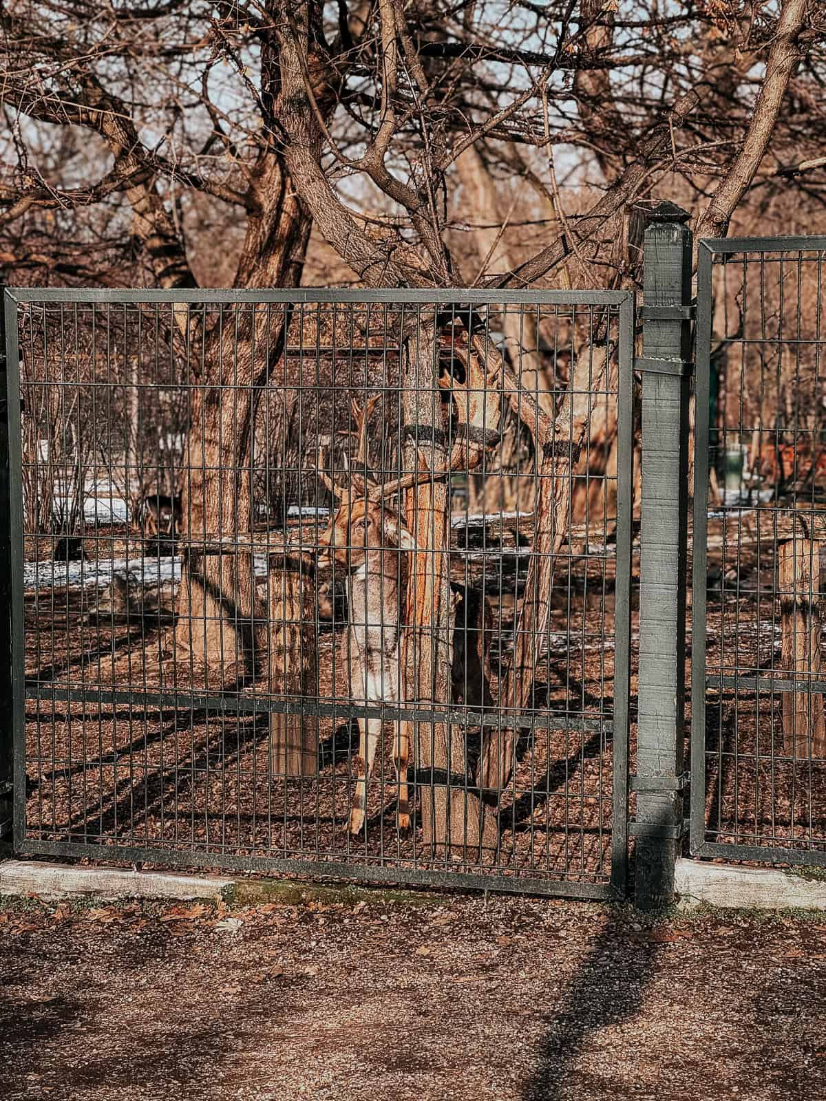 Deer, including a stag with large antlers, in a partially snowy fenced area on Margaret Island.