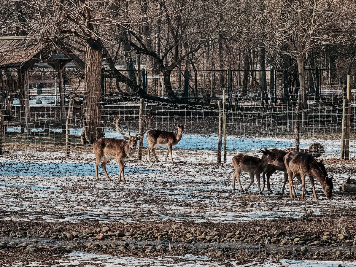 A group of deer grazing in a snowy, fenced enclosure on Margaret Island.