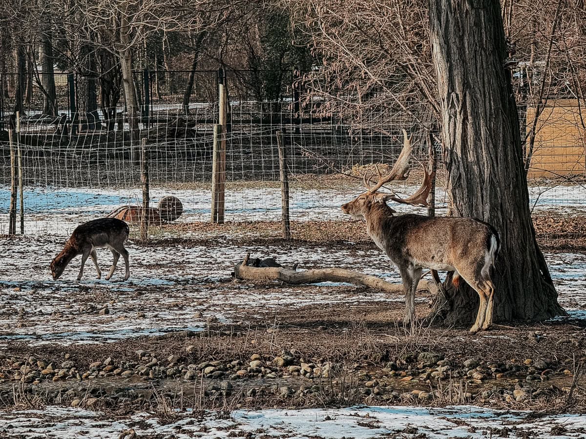 A deer stands behind a metal fence in a wooded area on Margaret Island.