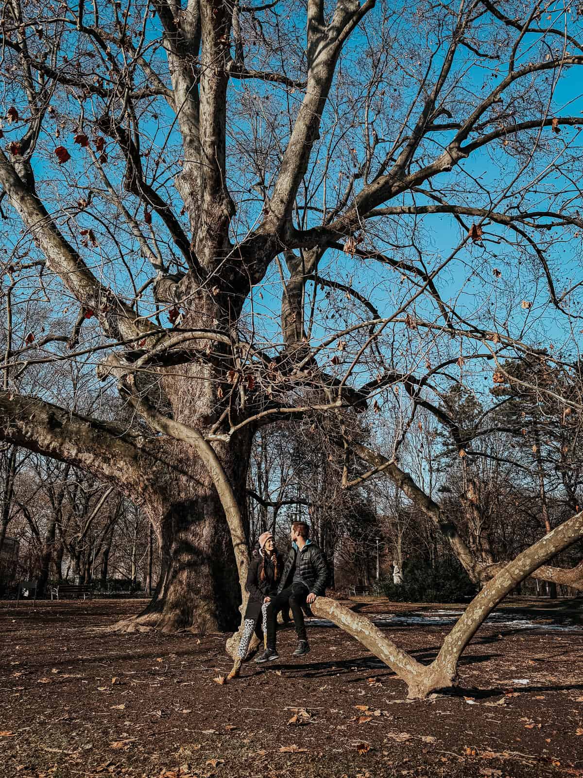 A couple sitting on a low tree branch beneath a large, leafless tree on Margaret Island, enjoying the clear blue sky.