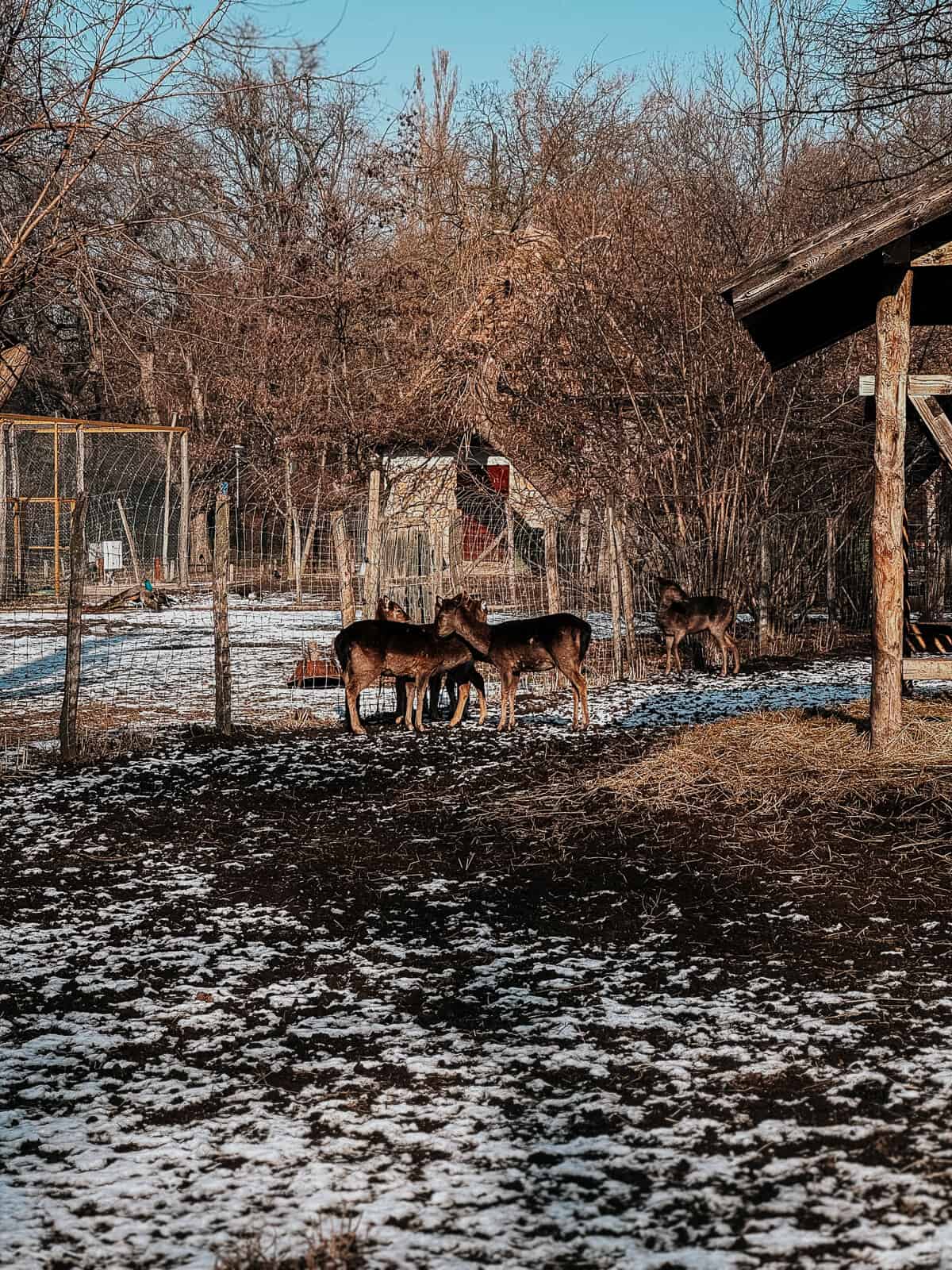 A group of deer standing in an enclosure at a mini zoo, with a backdrop of bare trees and patches of snow on the ground